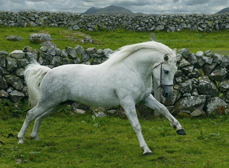 A sturdy Connemara Pony standing in a rocky landscape