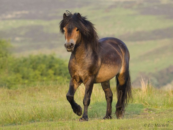 An Exmoor Pony with its characteristic 'toad eyes'