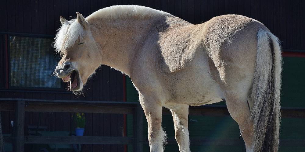 A Norwegian Fjord pony with its distinctive dun coat and dorsal stripe