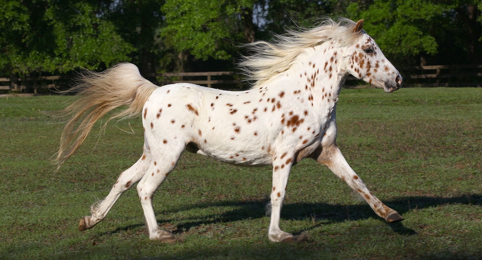 A Pony of the Americas with distinctive leopard-spot markings