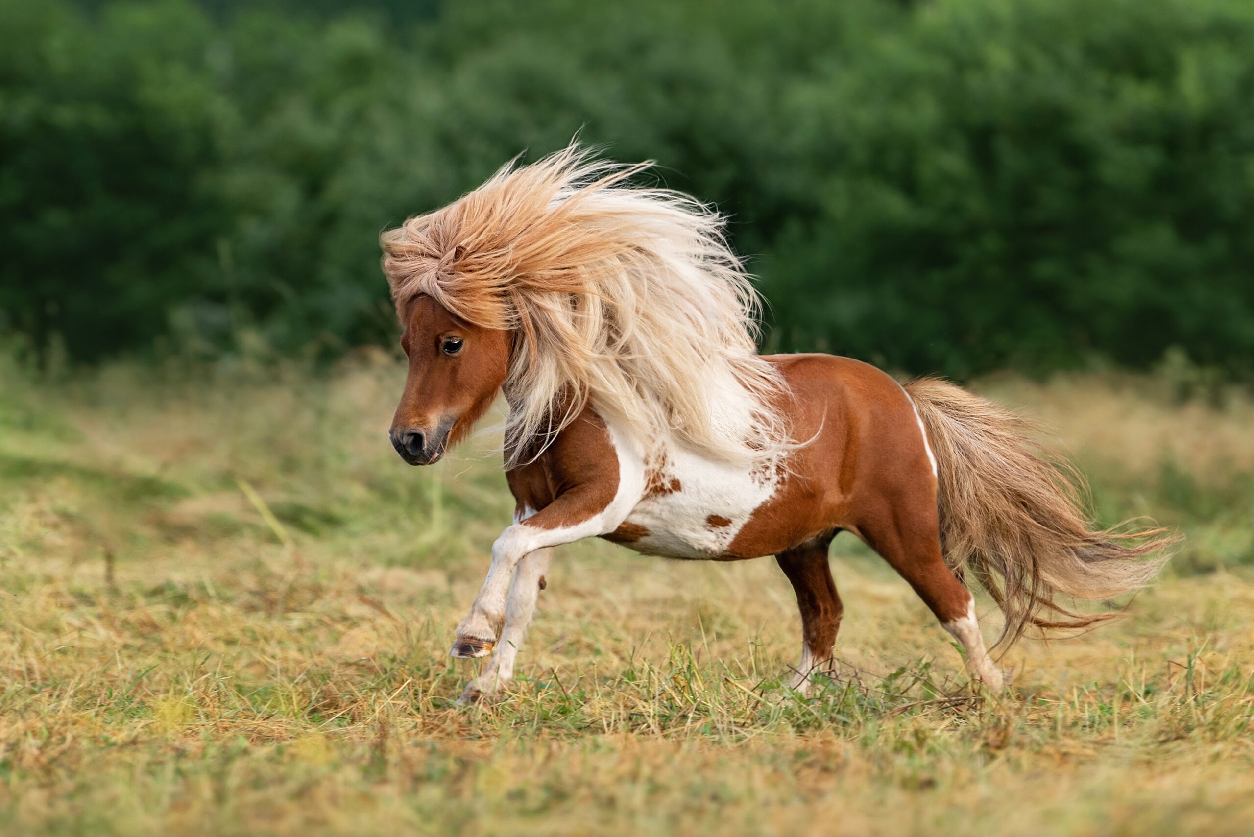 A small, fluffy Shetland Pony in a green field