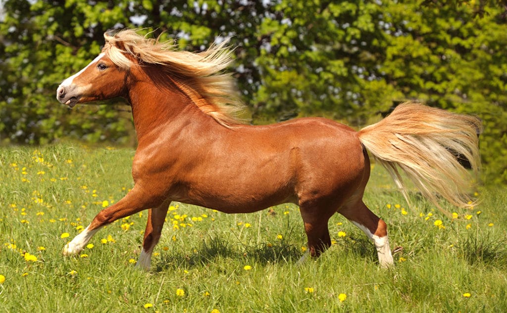 An elegant Welsh Pony with a dished face